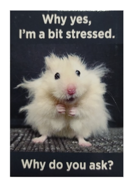 "Why yes, I'm a bit stressed..." - Snarky Magnets - Dusty's Country Store