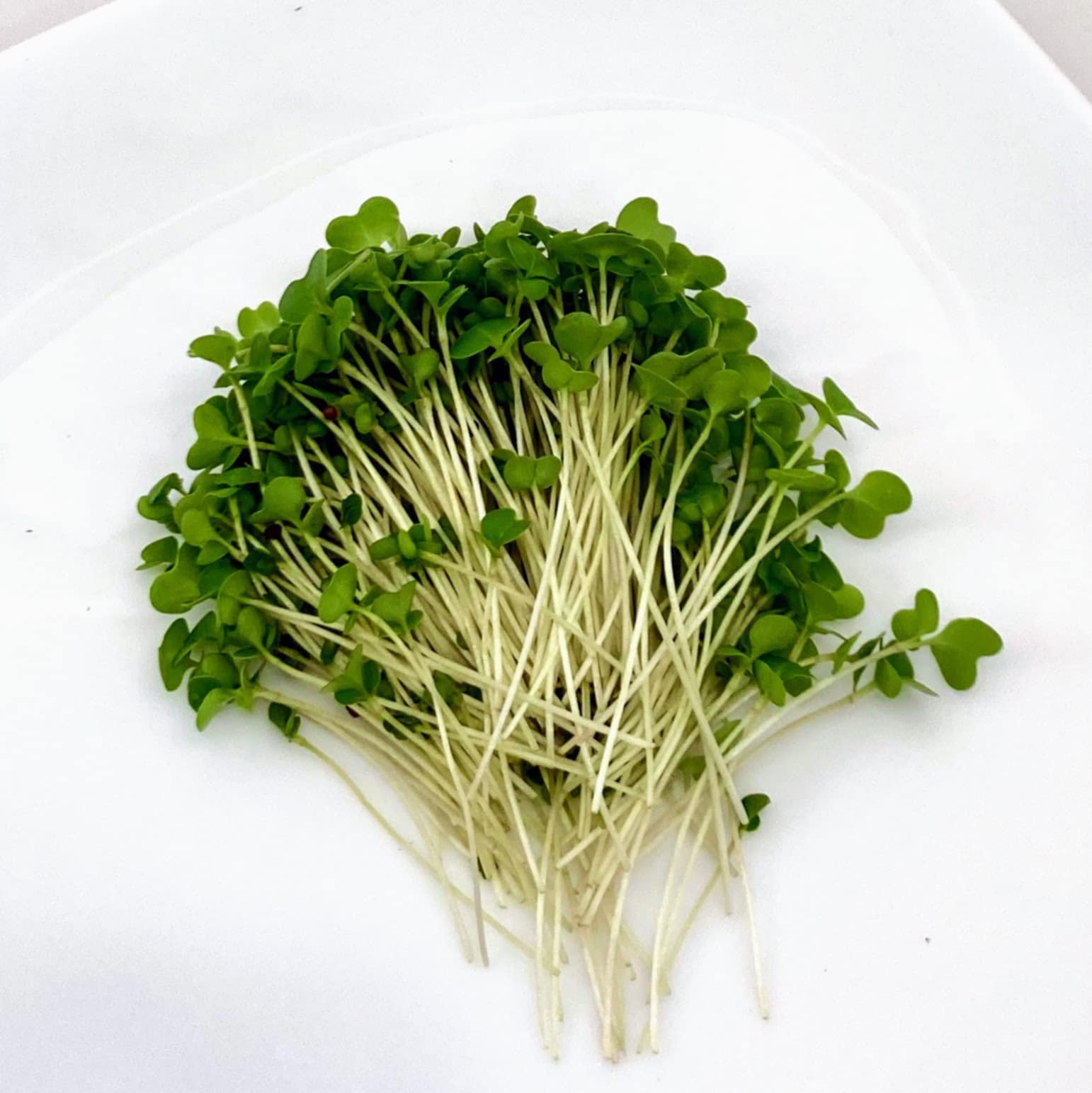 Broccoli Microgreens - Dusty's Country Store