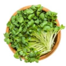 Daikon Radish Microgreens - Dusty's Country Store