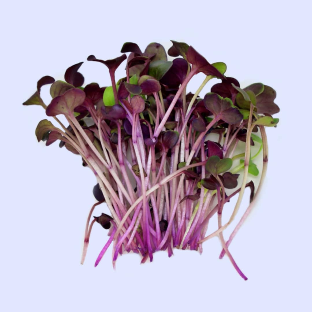 Red Radish Microgreens - Dusty's Country Store