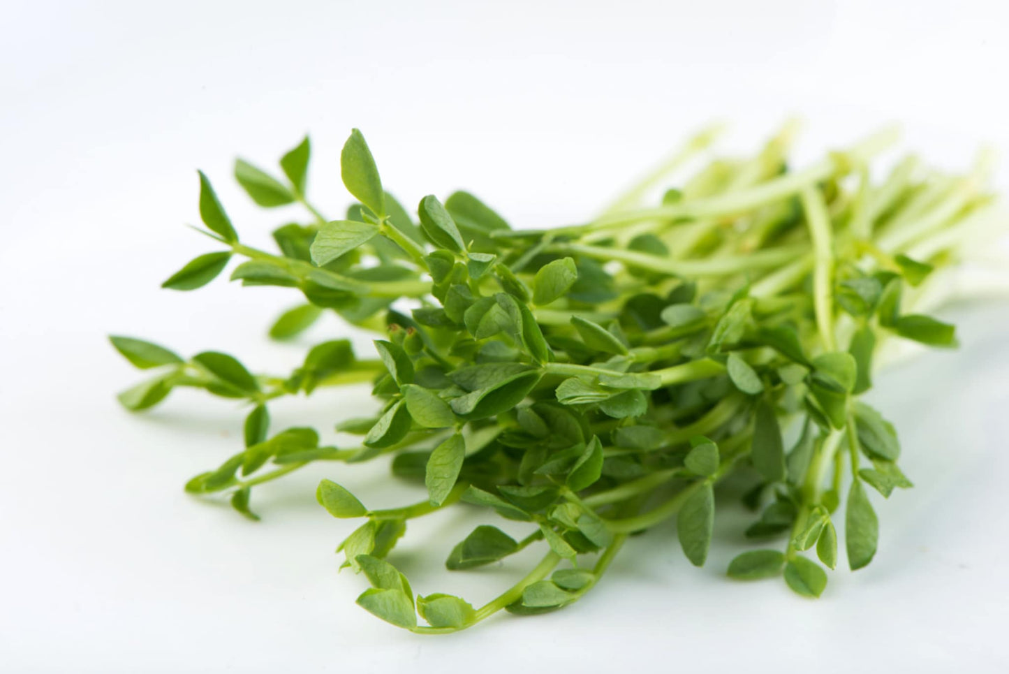 Speckled Peas Microgreens - Dusty's Country Store